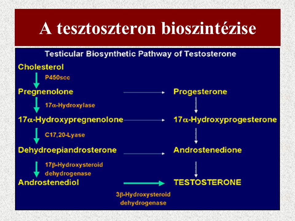 Bioszintézis útvonalak