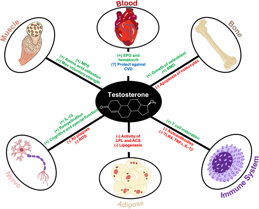 Tesztoszteron metabolizmusa