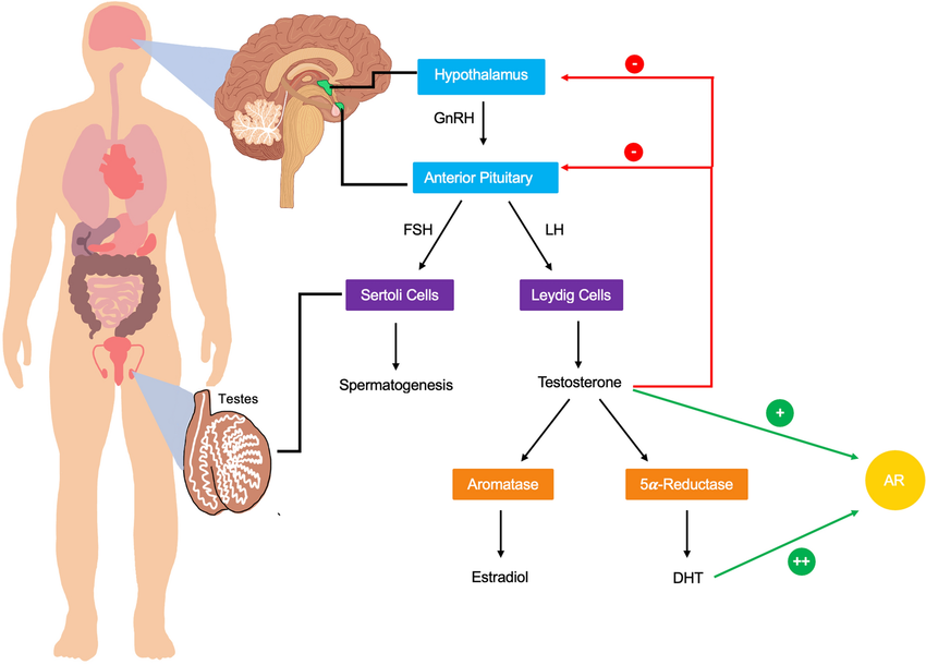 Tesztoszteron metabolizmusa