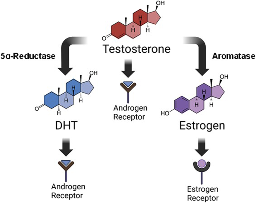 Tesztoszteron metabolizmusa
