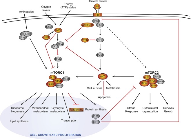 mTOR jelátviteli útvonal